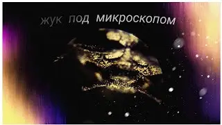 Жук под микроскопом