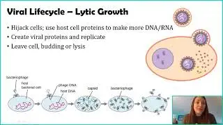 Viral Reproduction