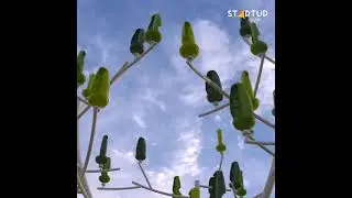 This ‘wind tree’ can generate electricity in the lightest of winds