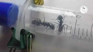 The lonely ant queen and a survivor worker meet each other.