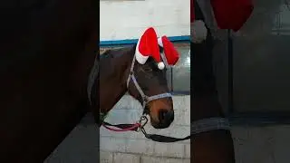 Вавилон поздравляет всех с Новым годом и ждём всех в телеграм канале @horseshine_mrpl 