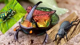 The Ants. Радужный Жук