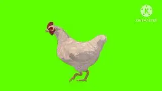 hen ka green screen video