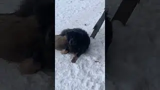 Тибетский мастиф Луна и Балу