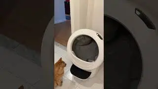 Honest Litter-Robot Review #litterrobot #litterrobotpartner #cat #cats #review