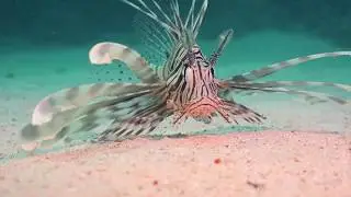 Marsa Shagra House Reef in 4K shot on Sony AX100 in Gates Housing