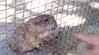 Cane della prateria