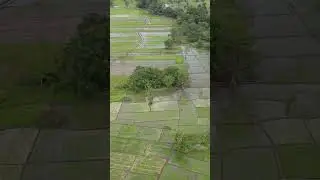 Faddy Field at Kandalama on Mavic Air 2 ✈🌾🌄🇱🇰  #shorts