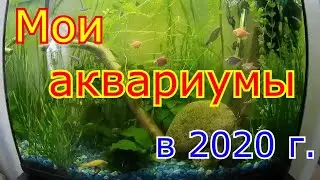 Мои аквариумы в 2020 г