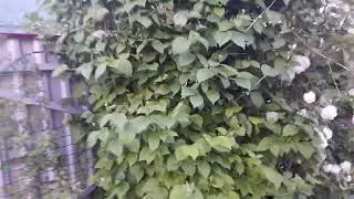 Мои ошибки в формировании декоративных кустарников