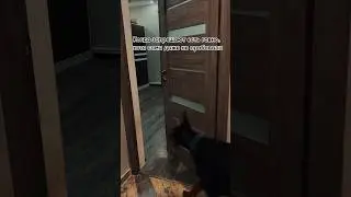 Я обиделся #собаки #шортс #юмор