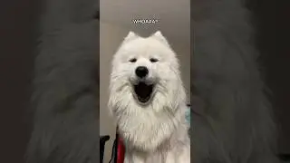 Look at the floof baby #youtube #viral #yt #shortsvideo #dogs #video #ytshorts #samoyed #fyp