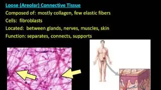 Histology- Connective Tissue