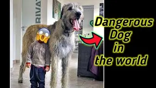 7 Dangerous Dogs🐕 in the world in tamil /MPInformationtamil