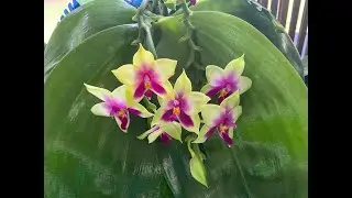 Tamiami Orchid Show - 2021