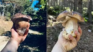 BROTE DE BOLETUS EDULIS, SORIA  1/10/2023 🍄😃
