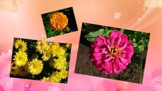 ВАЛЬС ЦВЕТОВ   Маэстро - Эрнесто Кортазар