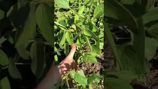 Соя на Півдні Одещини 9 червня.