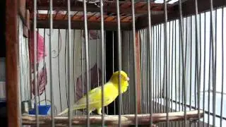 Русская канарейка