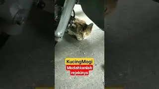 mudahkanlah rejekinya || #shorts#fyp#cat
