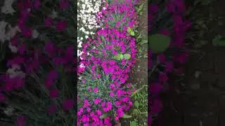 Гвоздика в горшках #сад #дача #огород #цветы #garden #plants #лето