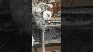 Весенний молодняк в движе! 