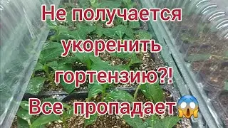 Не получается укоренить гортензию. Гниет. Про тайные стимуляторы😀