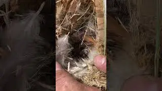 🐣Baby birds🐣