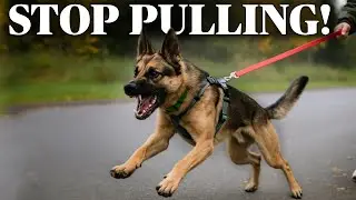 STOP Leash Pulling! What’s A Decompression Walk?