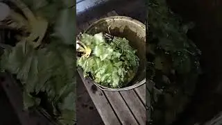 Завариваю веник с мятой