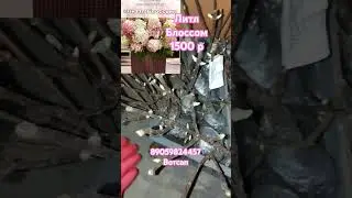 Литл Блоссом гортензия ОКС