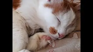 Необычный сладкий кошачий сон! Спящий кот Лучик в ванне.