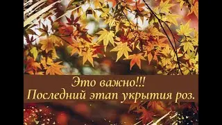 Это важно! Последний этап укрытия роз.