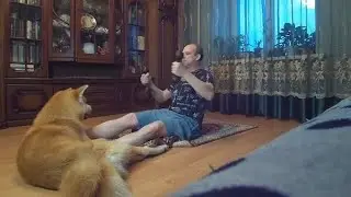 Утренняя зарядка и собаки.