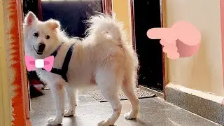 Dog has tuff job to find his hidden owner