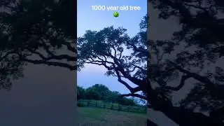Thousand years old The Big Tree on goose island state park Texas USA