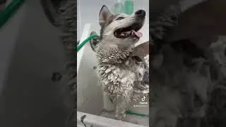 deshedding this husky!