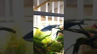 I Bought a Remote Control Whale from China