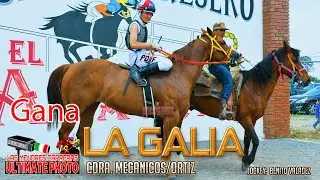 7.-Abierta de Tapados en 50 varas (LA GALIA)