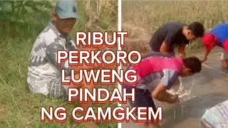 RIBUT PERKORO LUWENG PINDAH NG  CAMGKEM #fyp
