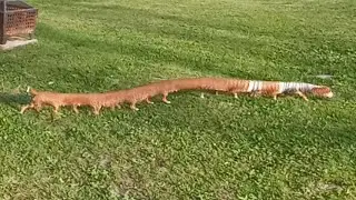 long