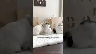 Bunnies are lifetime commitment 🐰🐇