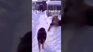 Я свое отбоялся отплакался отбоялся прикол собака мем 