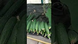 Ëксель моксель! 🤣👍