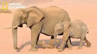 Secrets of The Desert Elephants | National Geographic Documentary 2023