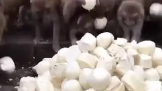 So Animals are greedy too😱😱