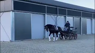 Boogie Woogie   Bon Coeur x Fiorano x Rubin Royal x Weltmeyer