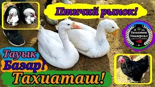 🦃ТАУЫҚ БАЗАР🐓Птичий рынок!