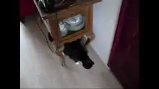 Response to  how to annoy your mean kitty part 1