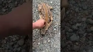 Friendly Fawn Comes By For Head Scratches || ViralHog
